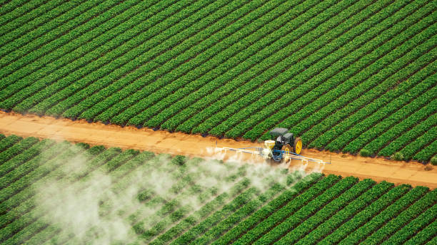 Wasp Removal Services in Sylvester, GA