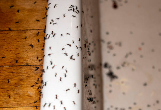 Best Cockroach Control Services  in Sylvester, GA