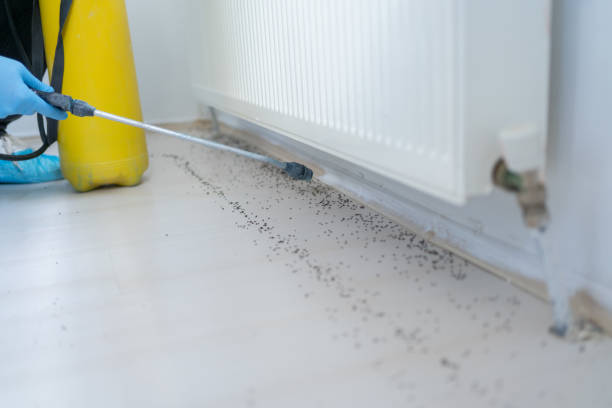 Best Rat Extermination Near Me  in Sylvester, GA